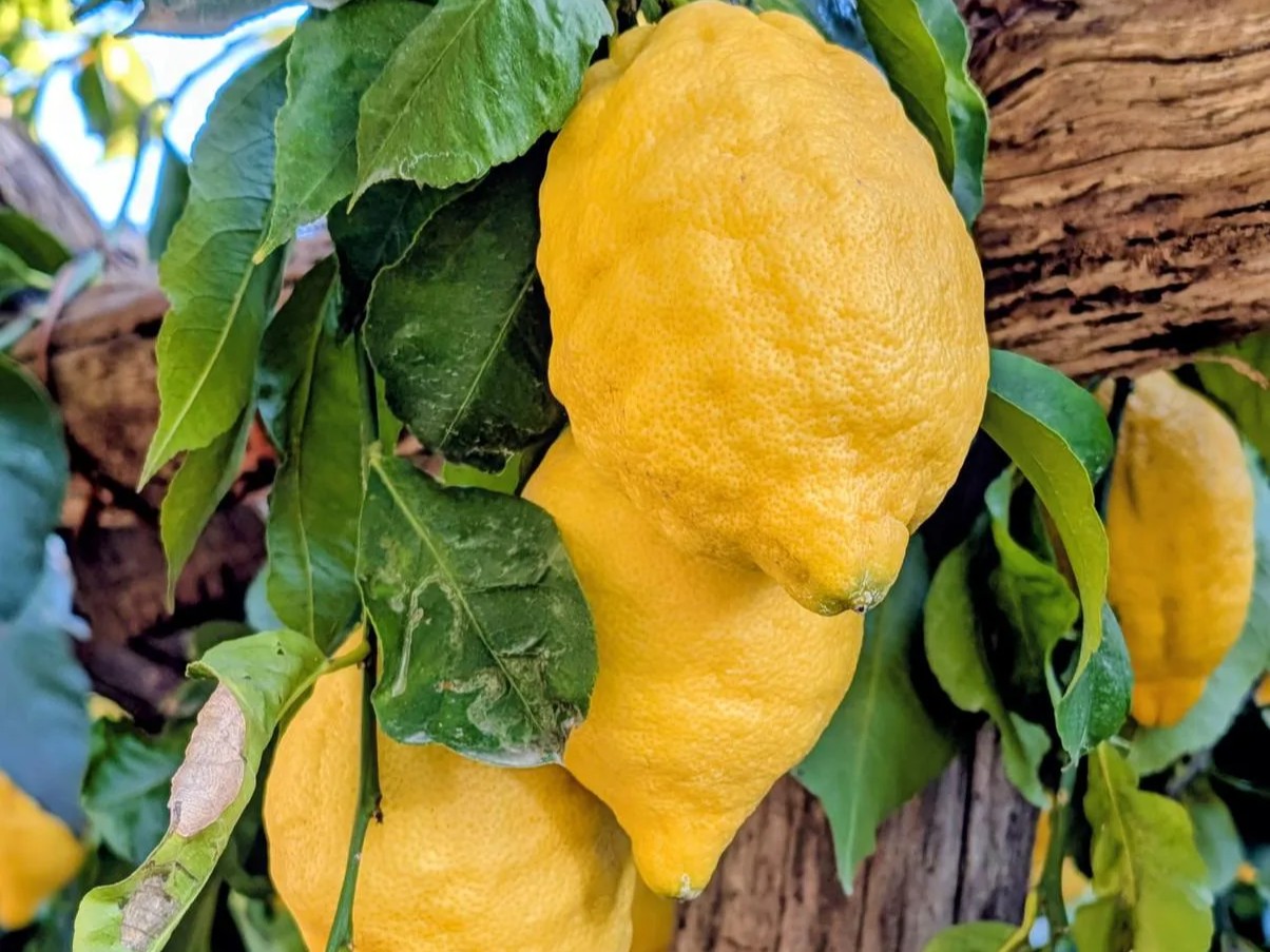 Limoneto tradizionale Amalfi Coast a Minori