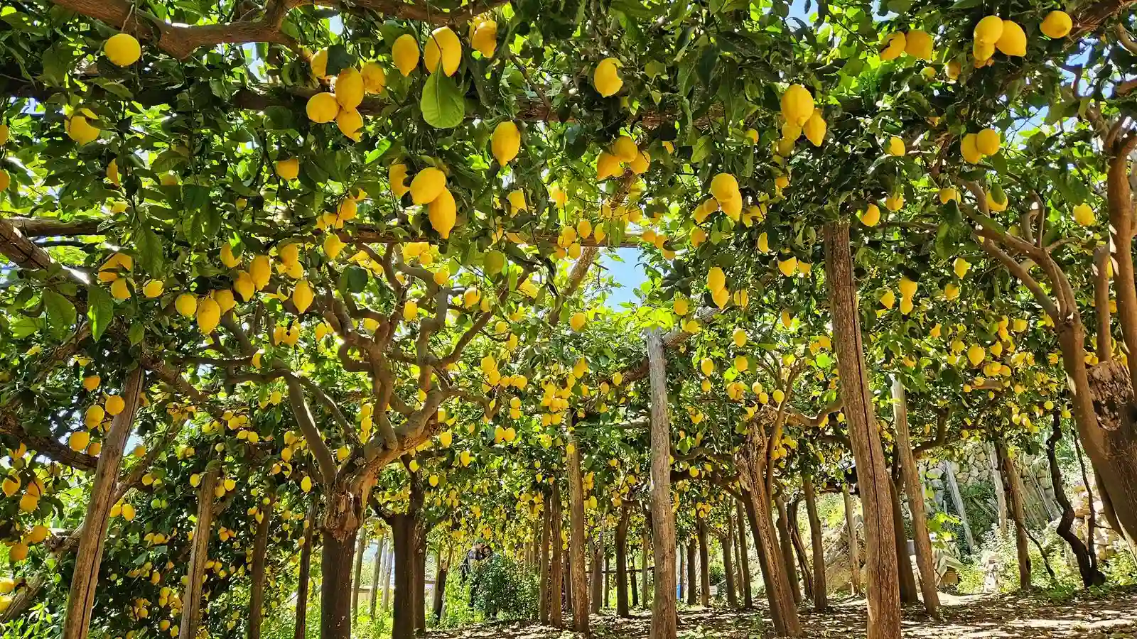 Limoneti terrazzati Amalfi Coast