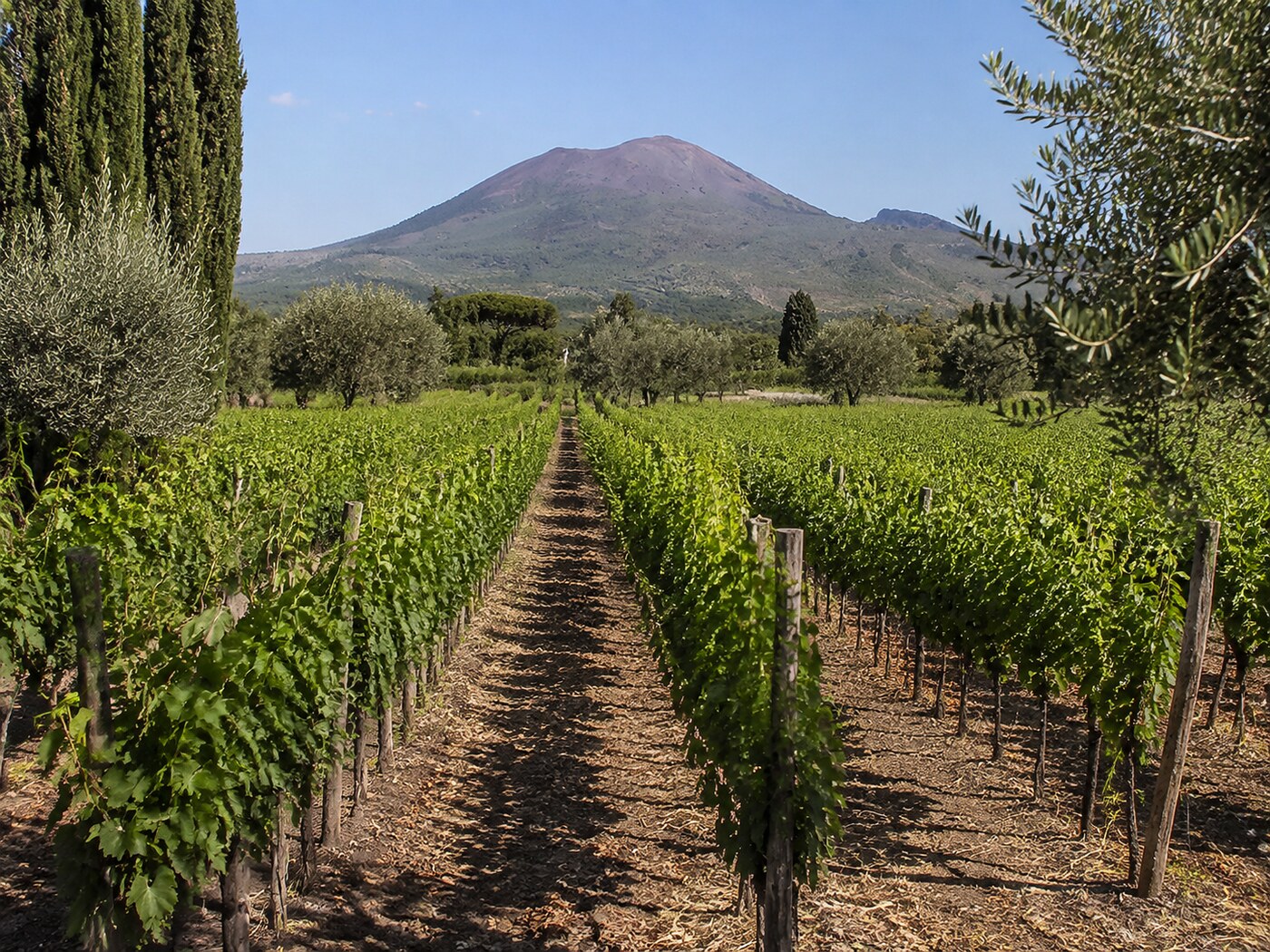 Filari di vigneti alle pendici del Vesuvio coltivati per il vino Lacryma Christi