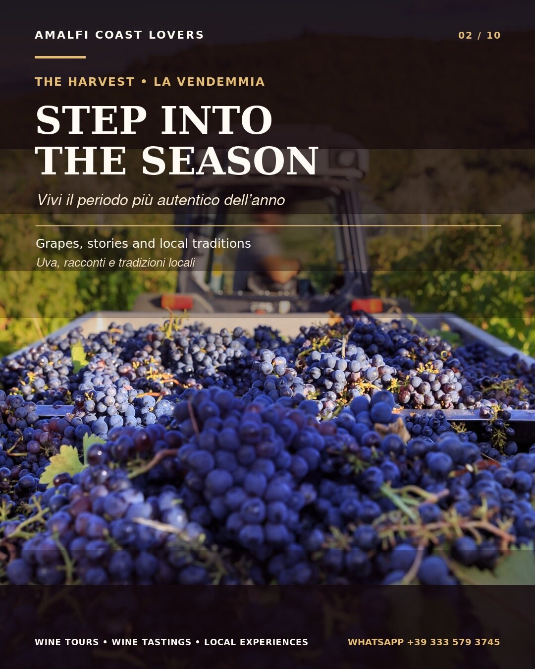 Vendemmia durante un wine tour in Campania tra settembre e ottobre