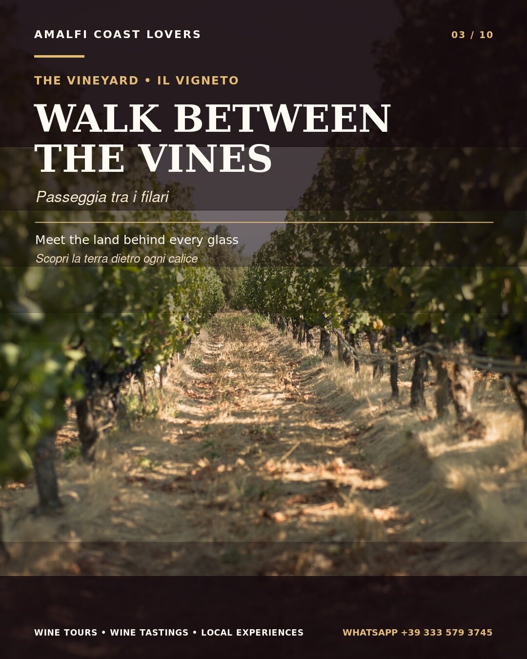 Passeggiata guidata nei vigneti durante un wine tour in Campania